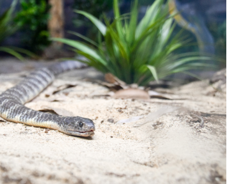 Serpientes en Australia